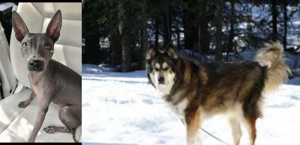 Mackenzie River Husky vs American Hairless Terrier - Breed Comparison