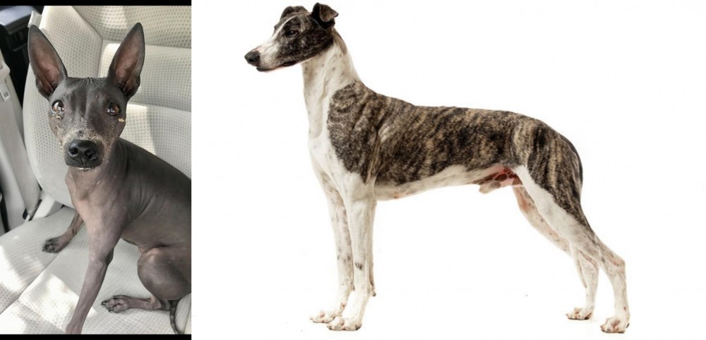 Magyar Agar vs American Hairless Terrier - Breed Comparison