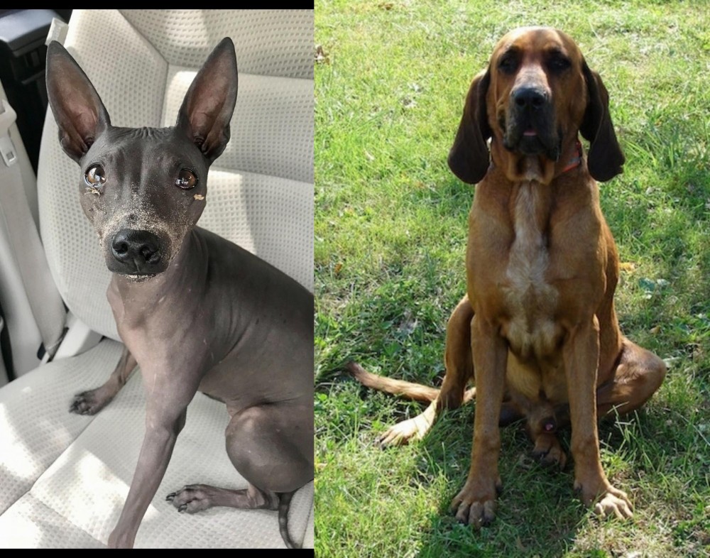 Majestic Tree Hound vs American Hairless Terrier - Breed Comparison