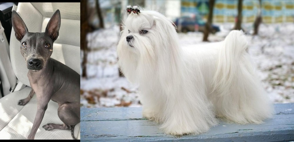 Maltese vs American Hairless Terrier - Breed Comparison