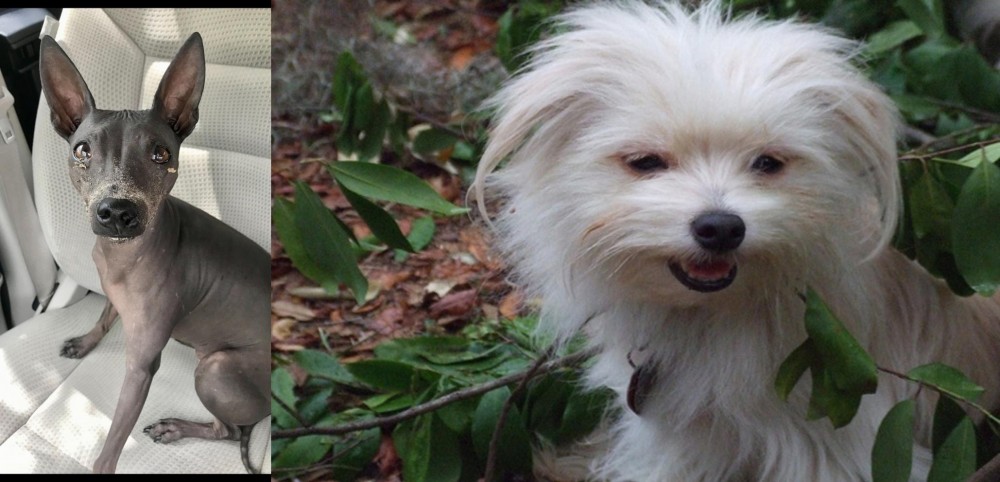 Malti-Pom vs American Hairless Terrier - Breed Comparison