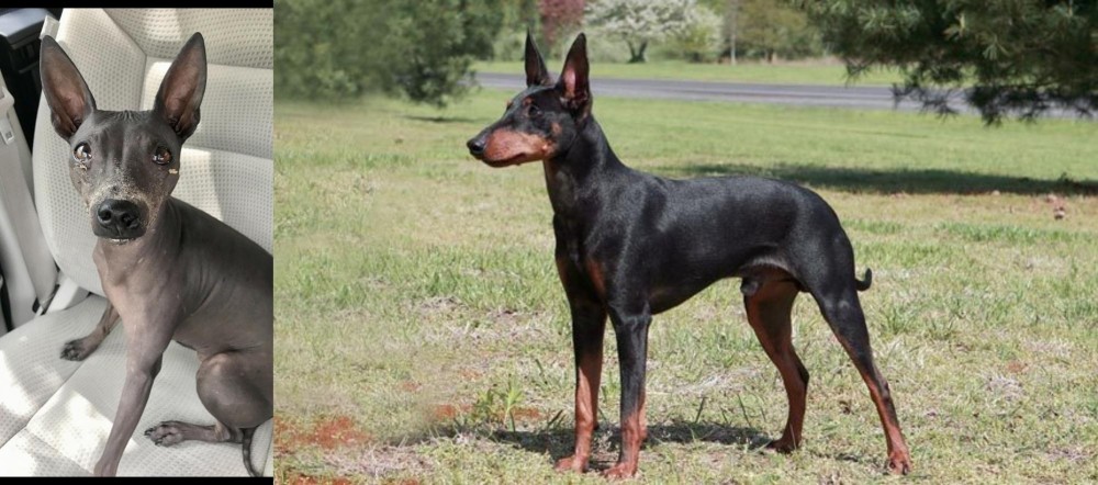 Manchester Terrier vs American Hairless Terrier - Breed Comparison