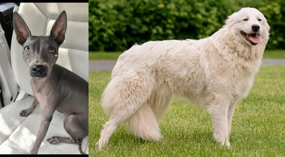 Maremma Sheepdog vs American Hairless Terrier - Breed Comparison
