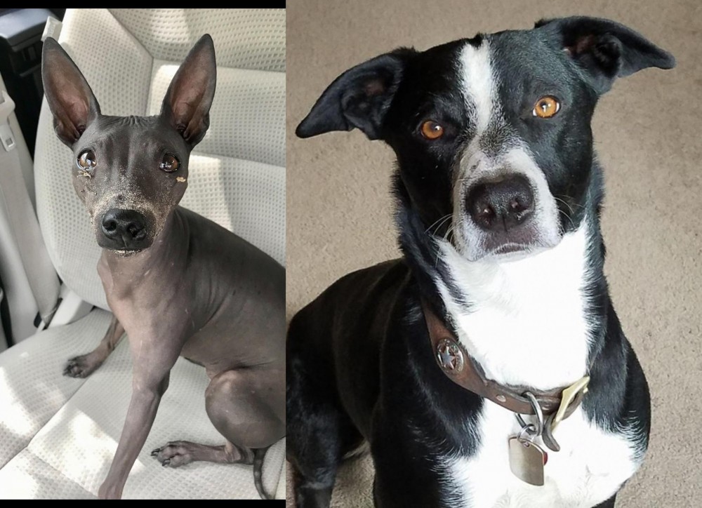 McNab vs American Hairless Terrier - Breed Comparison
