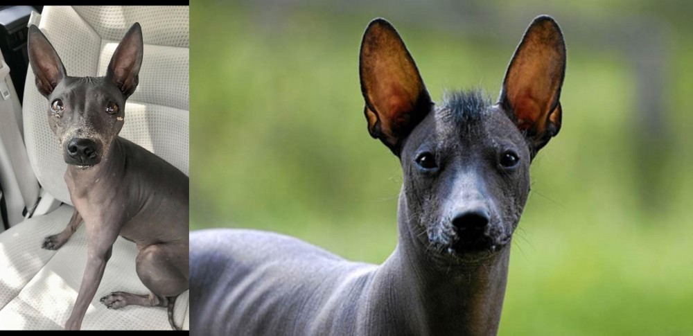 Mexican Hairless vs American Hairless Terrier - Breed Comparison