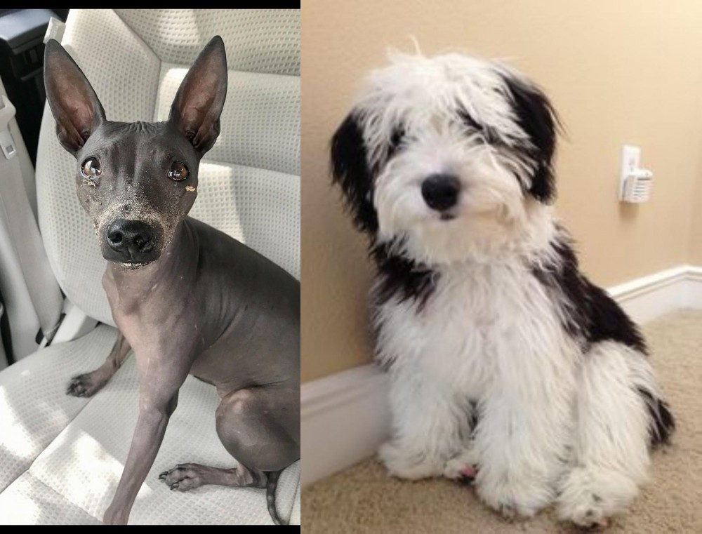 Mini Sheepadoodles vs American Hairless Terrier - Breed Comparison