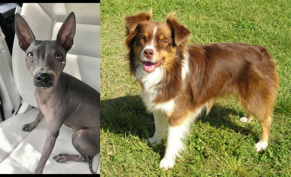 Miniature Australian Shepherd vs American Hairless Terrier - Breed Comparison