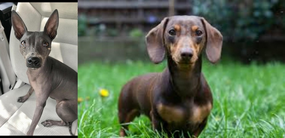 Miniature Dachshund vs American Hairless Terrier - Breed Comparison
