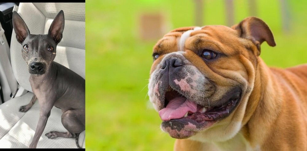 Miniature English Bulldog vs American Hairless Terrier - Breed Comparison