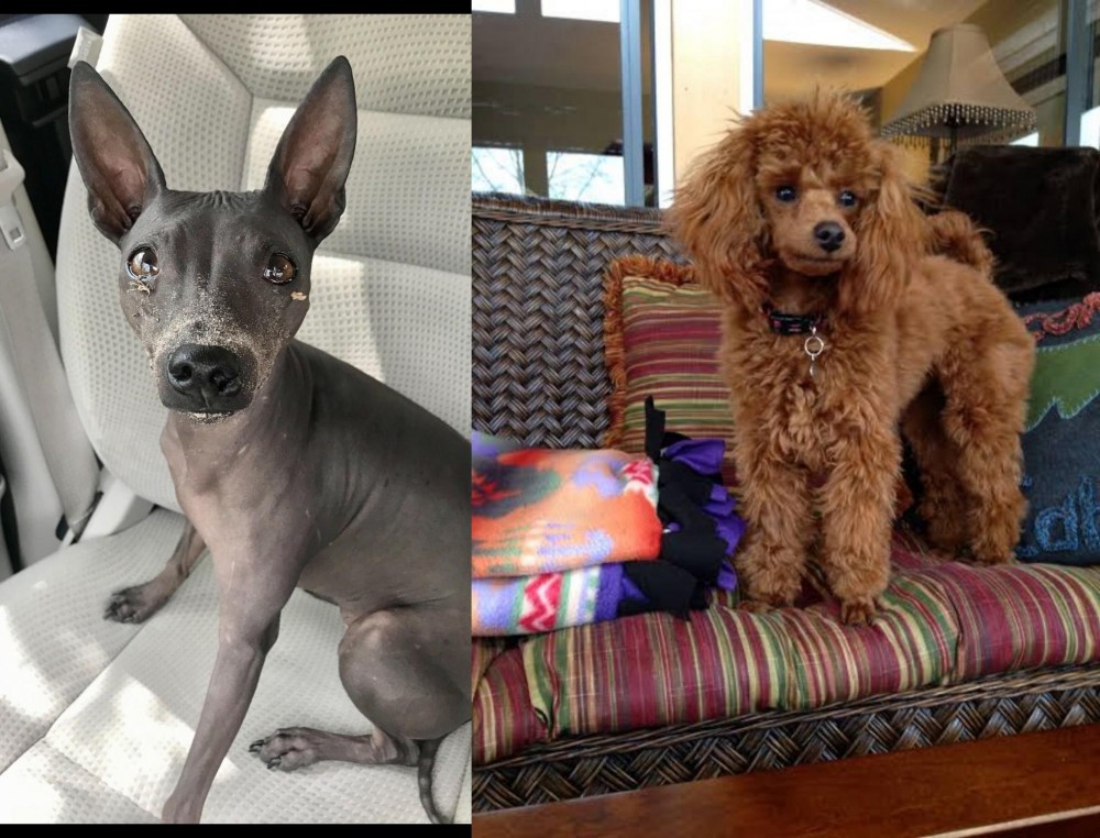 Miniature Poodle vs American Hairless Terrier - Breed Comparison