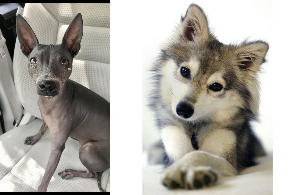 Miniature Siberian Husky vs American Hairless Terrier - Breed Comparison