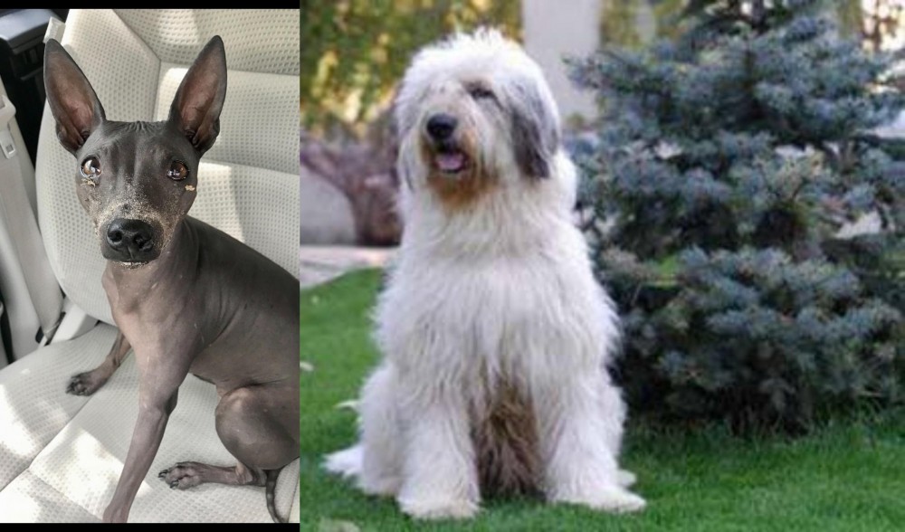 Mioritic Sheepdog vs American Hairless Terrier - Breed Comparison