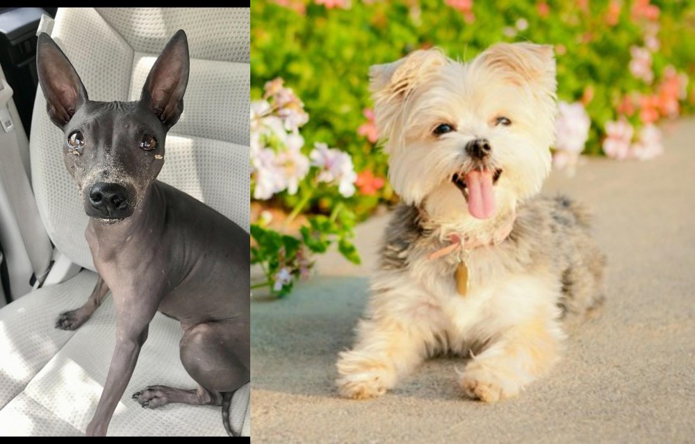 Morkie vs American Hairless Terrier - Breed Comparison
