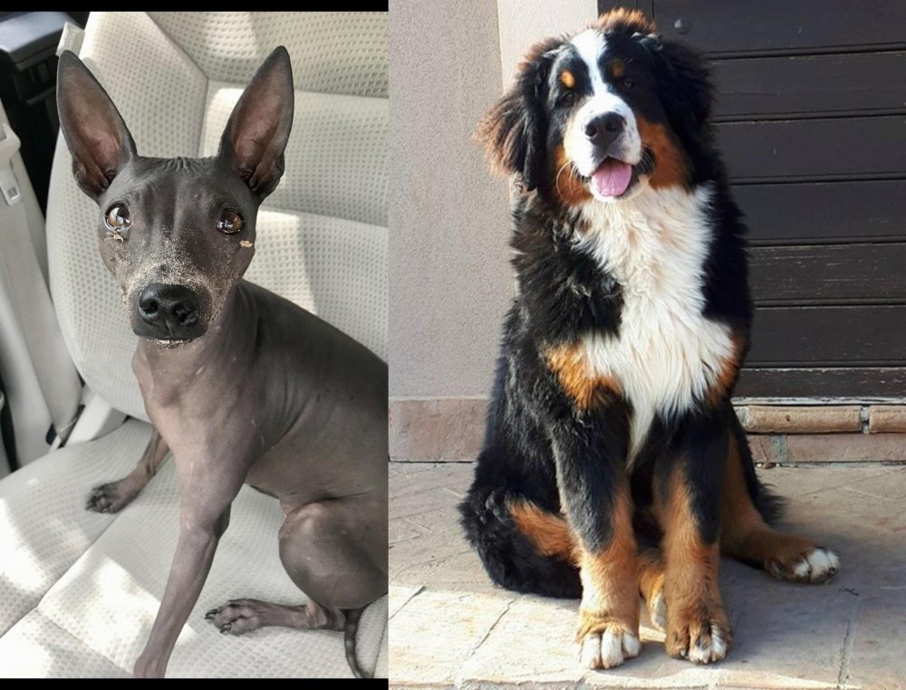 Mountain Burmese vs American Hairless Terrier - Breed Comparison
