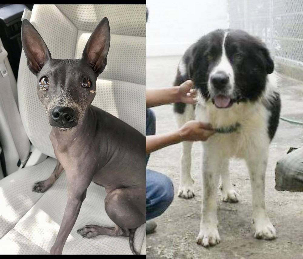 Mucuchies vs American Hairless Terrier - Breed Comparison
