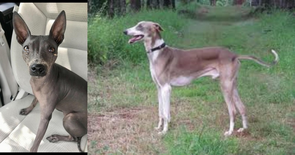 Mudhol Hound vs American Hairless Terrier - Breed Comparison