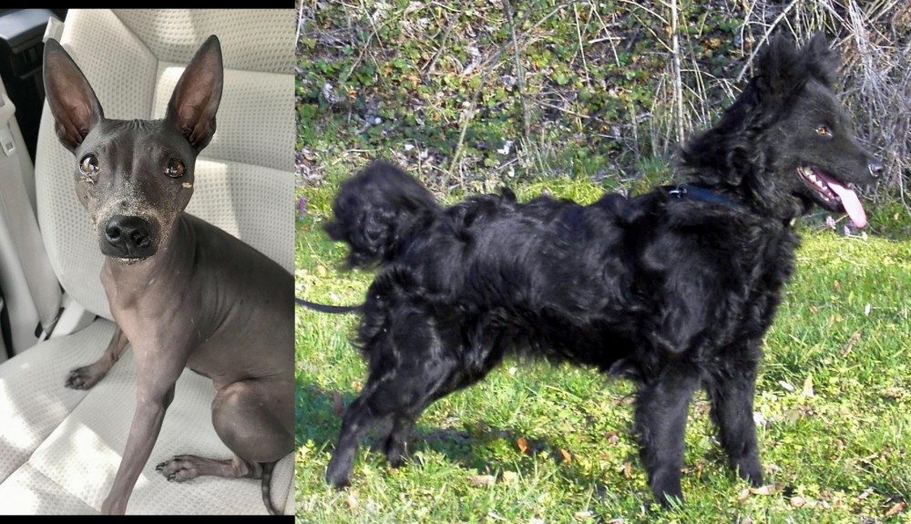 Mudi vs American Hairless Terrier - Breed Comparison