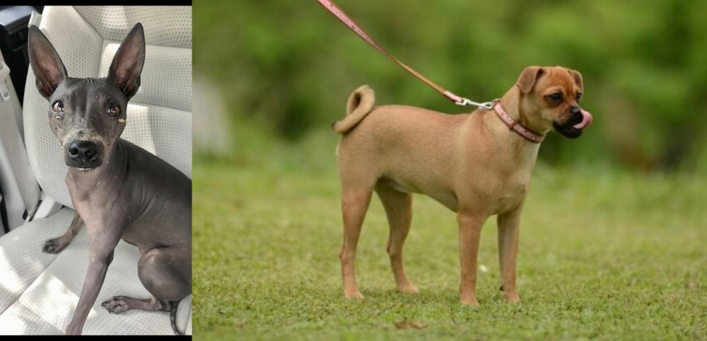 Muggin vs American Hairless Terrier - Breed Comparison