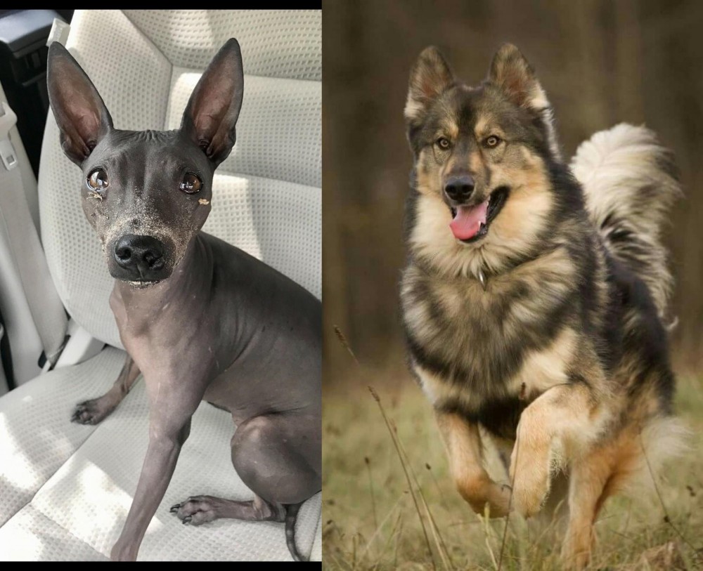 Native American Indian Dog vs American Hairless Terrier - Breed Comparison