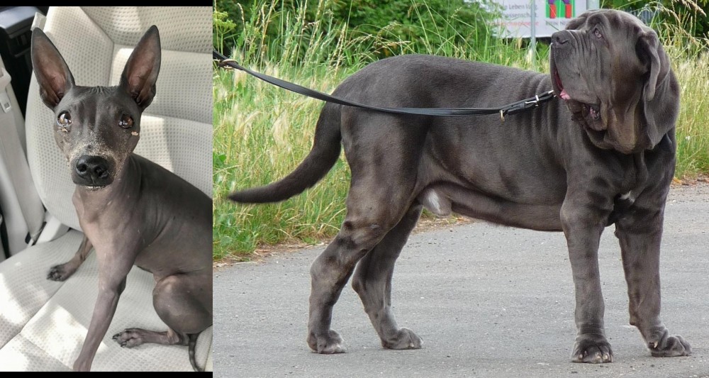 Neapolitan Mastiff vs American Hairless Terrier - Breed Comparison