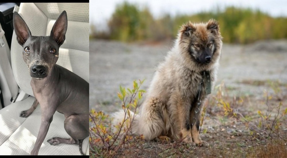 Nenets Herding Laika vs American Hairless Terrier - Breed Comparison