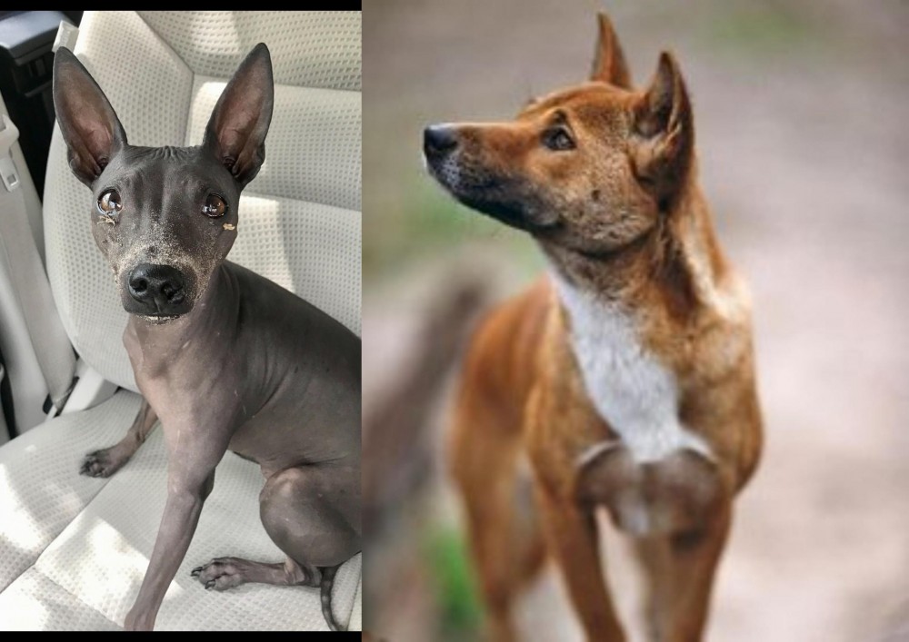 New Guinea Singing Dog vs American Hairless Terrier - Breed Comparison