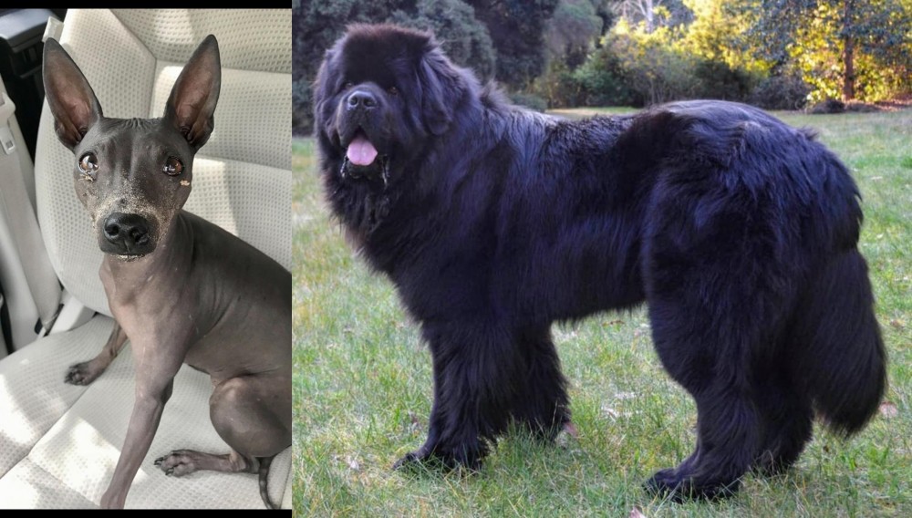 Newfoundland Dog vs American Hairless Terrier - Breed Comparison