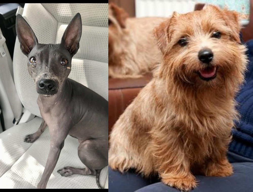 Norfolk Terrier vs American Hairless Terrier - Breed Comparison