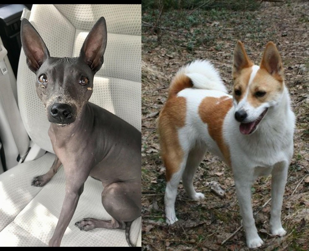 Norrbottenspets vs American Hairless Terrier - Breed Comparison