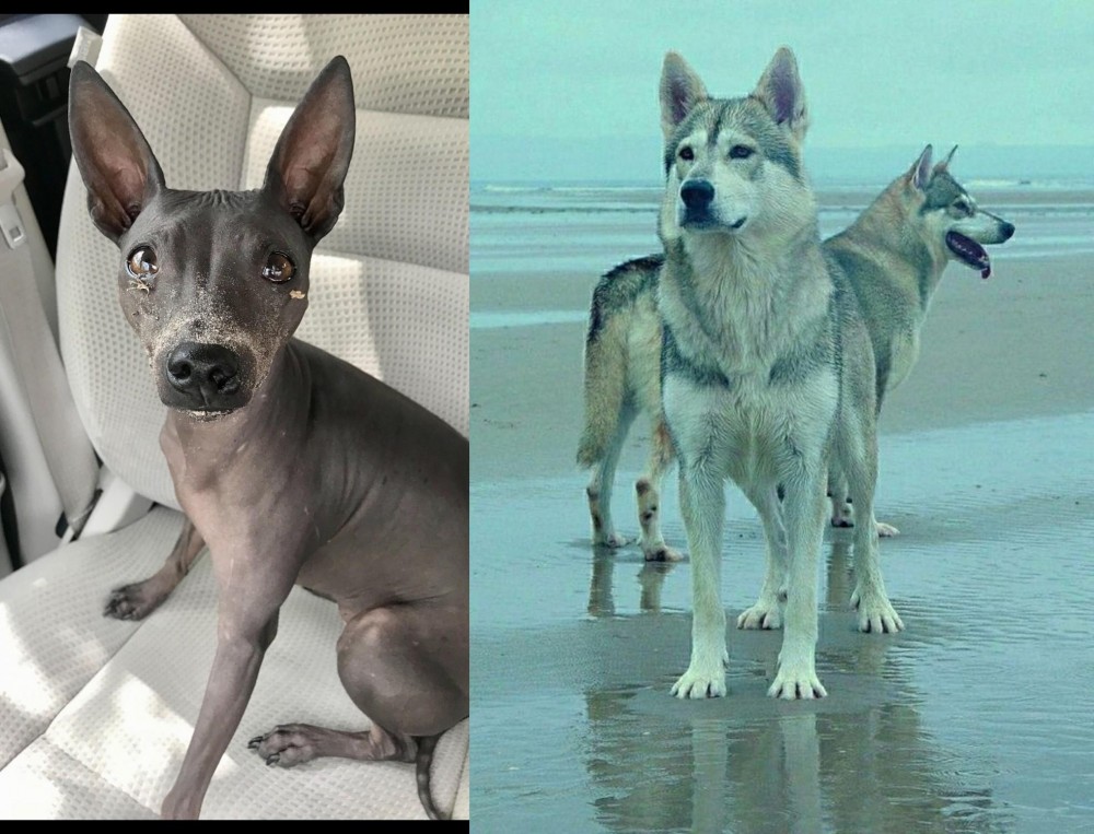 Northern Inuit Dog vs American Hairless Terrier - Breed Comparison