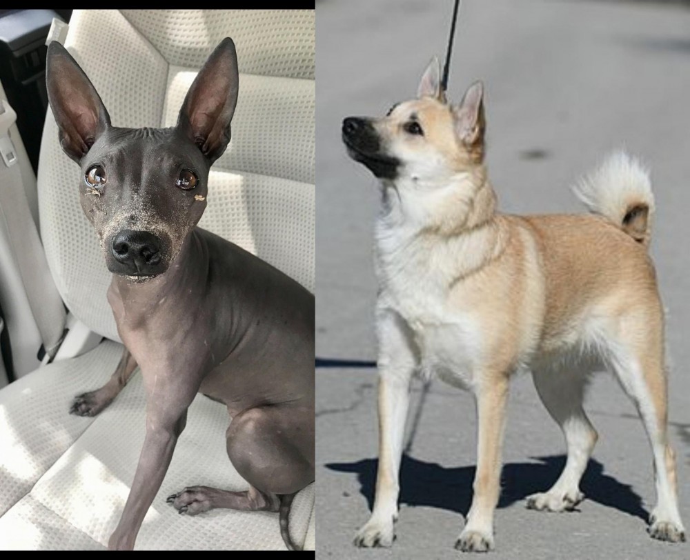 Norwegian Buhund vs American Hairless Terrier - Breed Comparison