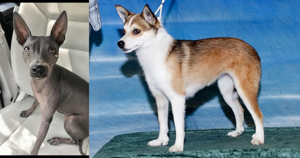 Norwegian Lundehund vs American Hairless Terrier - Breed Comparison
