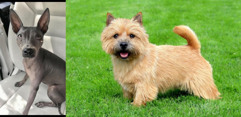 Nova Scotia Duck-Tolling Retriever vs American Hairless Terrier - Breed Comparison