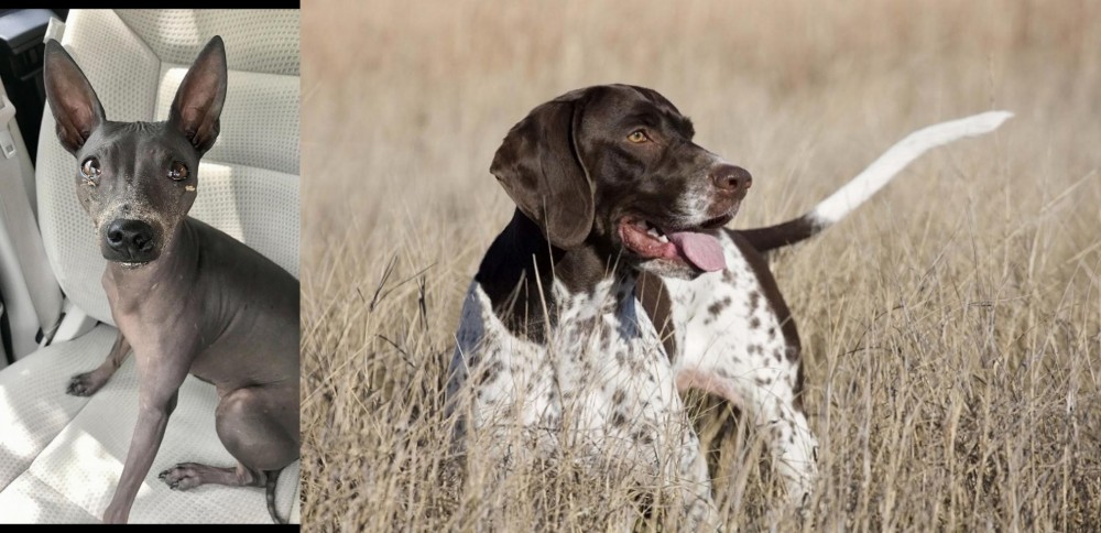 Old Danish Pointer vs American Hairless Terrier - Breed Comparison