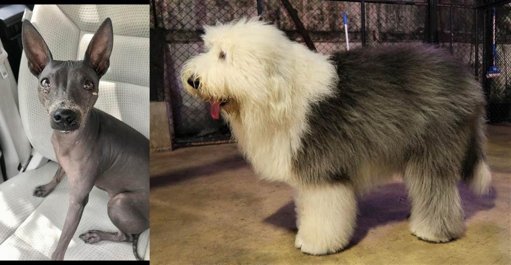 Old English Sheepdog vs American Hairless Terrier - Breed Comparison