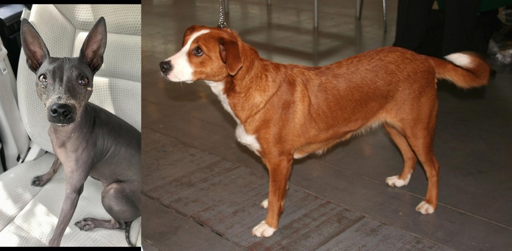 Osterreichischer Kurzhaariger Pinscher vs American Hairless Terrier - Breed Comparison