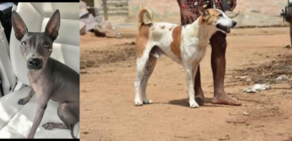 Pandikona vs American Hairless Terrier - Breed Comparison