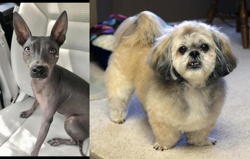 PekePoo vs American Hairless Terrier - Breed Comparison