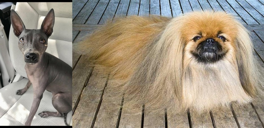 Pekingese vs American Hairless Terrier - Breed Comparison