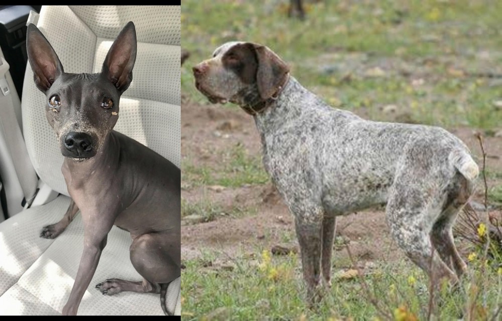 Perdiguero de Burgos vs American Hairless Terrier - Breed Comparison