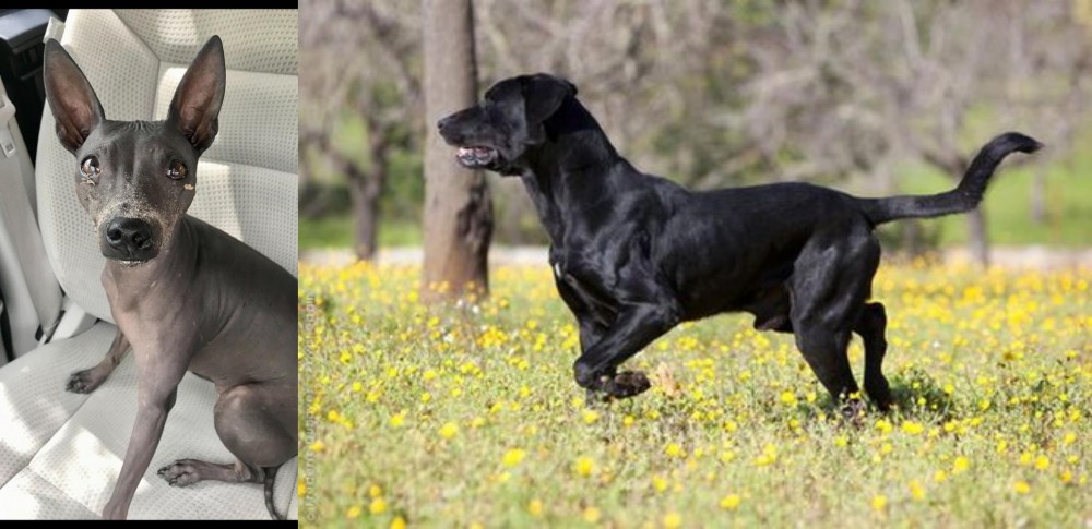 Perro de Pastor Mallorquin vs American Hairless Terrier - Breed Comparison