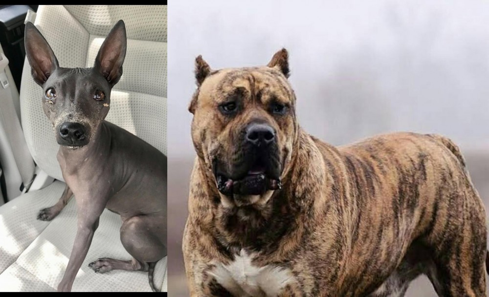 Perro de Presa Canario vs American Hairless Terrier - Breed Comparison