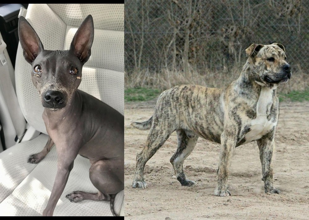 Perro de Presa Mallorquin vs American Hairless Terrier - Breed Comparison