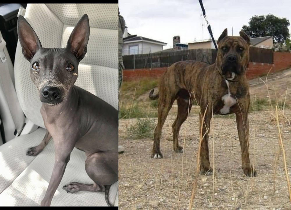 Perro de Toro vs American Hairless Terrier - Breed Comparison