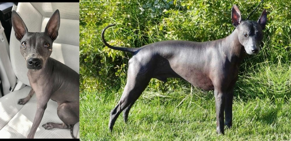 Peruvian Hairless vs American Hairless Terrier - Breed Comparison
