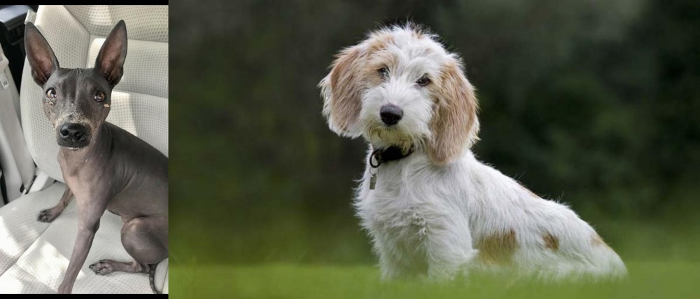 Petit Basset Griffon Vendeen vs American Hairless Terrier - Breed Comparison