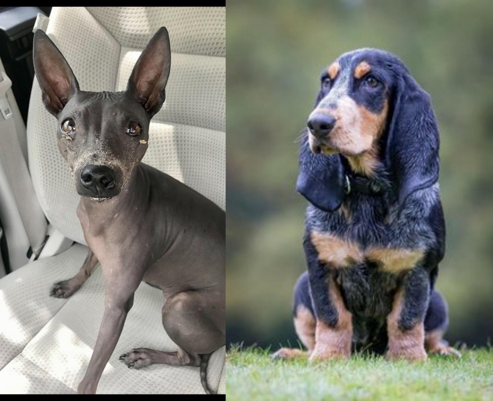 Petit Bleu de Gascogne vs American Hairless Terrier - Breed Comparison