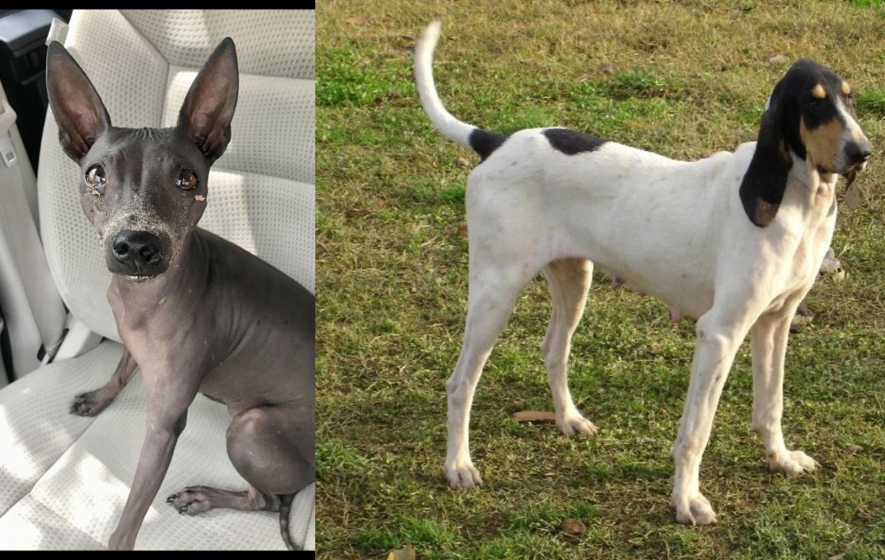 Petit Gascon Saintongeois vs American Hairless Terrier - Breed Comparison