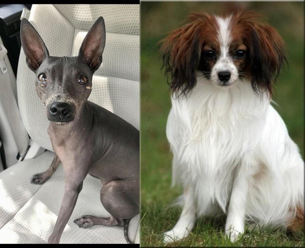 Phalene vs American Hairless Terrier - Breed Comparison