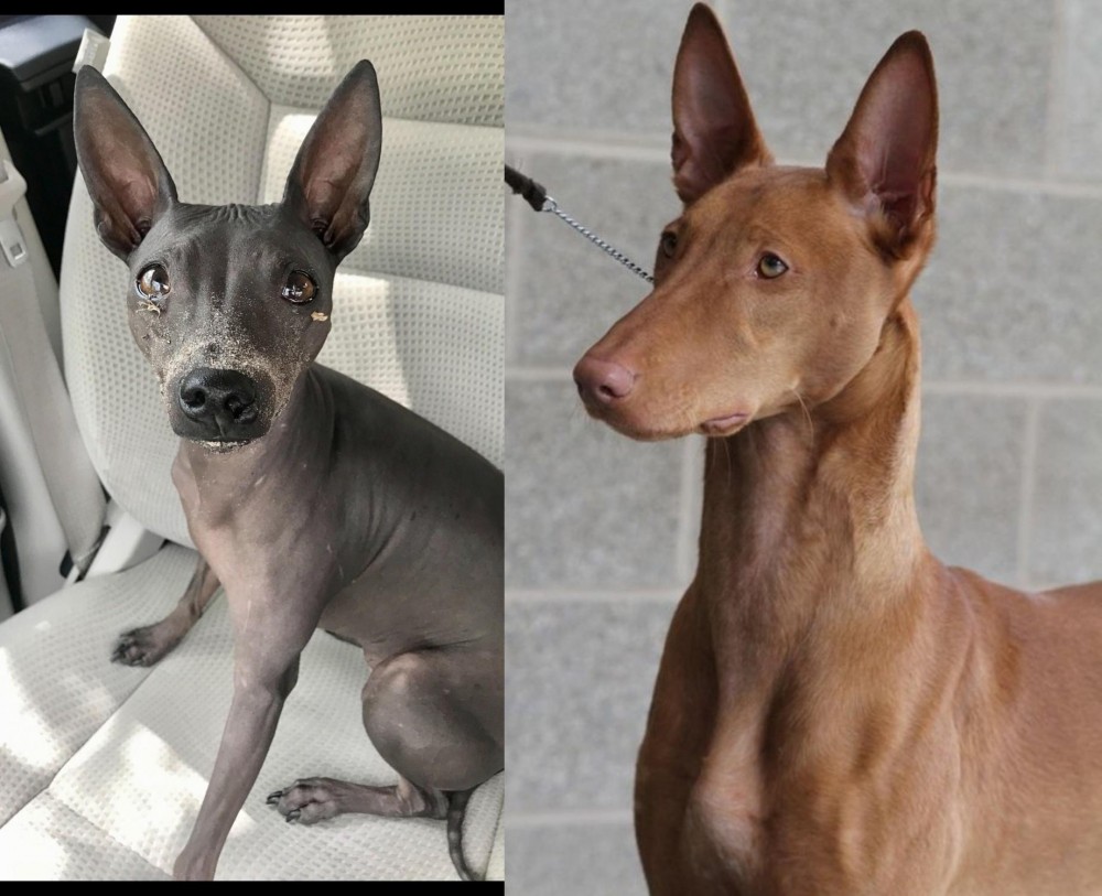 Pharaoh Hound vs American Hairless Terrier - Breed Comparison